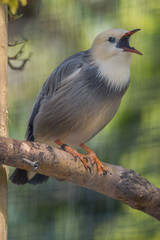 Portrait of a red billed starling standing on a tree branch