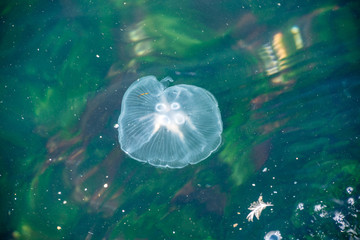 jellyfish