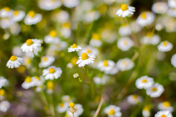 Fototapeta premium Blooming daisies in a field in spring