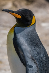 Portrait of a king penguin