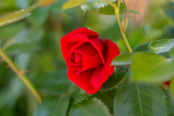Red fresh rose