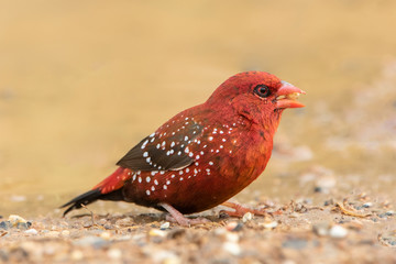 Red avadavat bird finding some food on the ground.