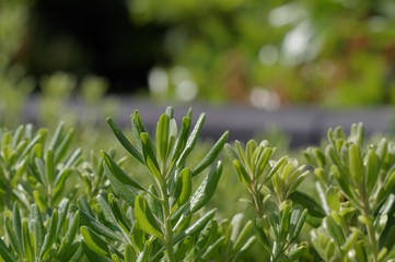 散歩道の脇に植えられている低木