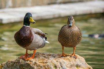 Two Mallard Ducks stood on a rock near the water