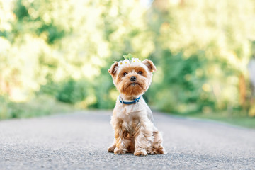 close up portrait of pretty sweet small little dog Yorkshire terrier in collar staying outdoor ,summer sunny nature background