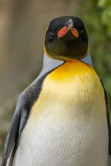 Naklejka premium King Penguin Close Up Portrait with blurred Background