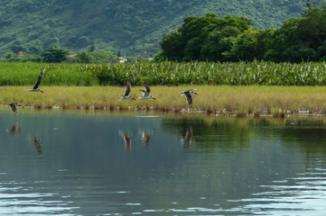 Relax and enjoy the sunset, watching the flight of native birds, on the waters, in the lagoon of Itaipu, Niteroi, Rio de Janeiro, Brazil.  