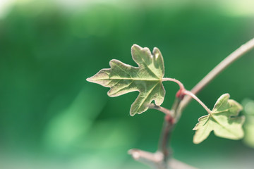 Young foliage, small sprouted leaves