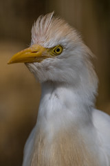 Close up of a Little Egret