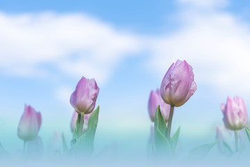 Group of beautiful light purple tulip in a sunny day, blue sky in Osaka Japan. Purple  flower tulip lit by sunlight blurred tree background.