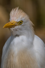 Portrait of a Little Egret