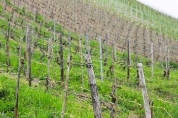 Fototapeta na wymiar A vineyard in the countryside (Bacharch, Germany, Europe)