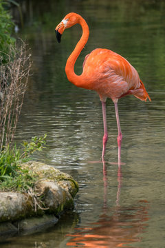 Caribbean Flamingo Standing in the river