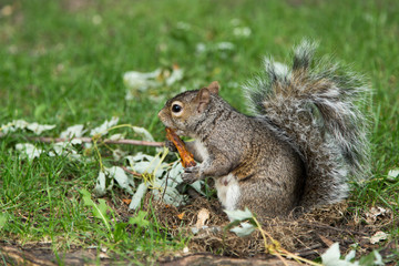 Naklejka na ściany i meble Horizontal shot of funny city grey squirrel seen in profile holding and eating large barbecued rib, Montreal, Quebec, Canada
