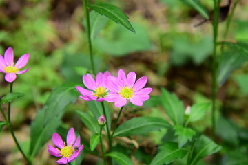 ミヤコワスレのピンクの花