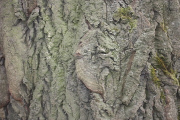 the pattern of the bark of old trees in the forest   