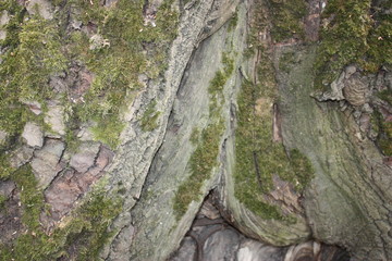 the pattern of the bark of old trees in the forest   