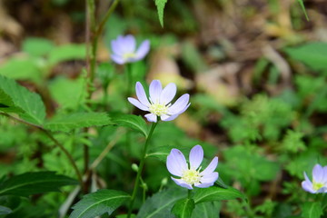 ミヤコワスレの青い花