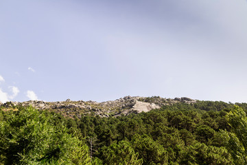 panoramic view of a forest of green pine trees on the side of a mountain