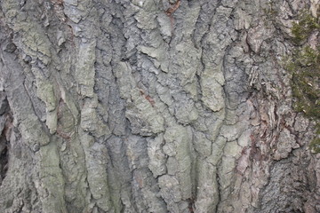 the pattern of the bark of old trees in the forest  