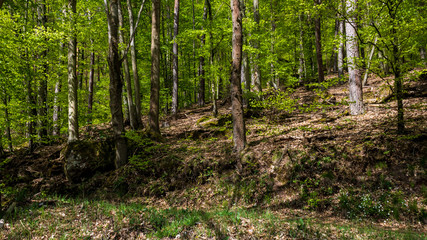 tranquil forest landscape with trees in summer on a sunny day in Spessart, Germany.