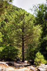 Fototapeta na wymiar panoramic view of a forest of green pine trees on the side of a mountain