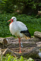 White Stork Portrait with green background in natural habitat