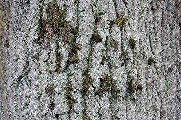  the pattern of the bark of old trees in the forest 