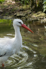 White Stork Portrait with green background in natural habitat