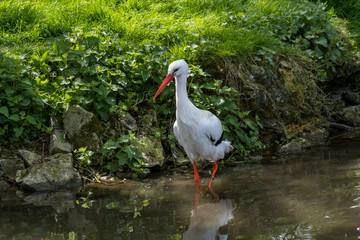 White Stork Portrait with green background in natural habitat