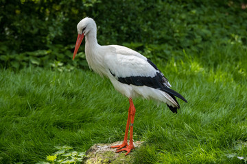 White Stork Portrait with green background in natural habitat