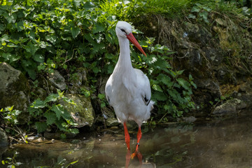 White Stork Portrait with green background in natural habitat