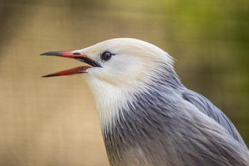 Portrait of a red billed starling.
