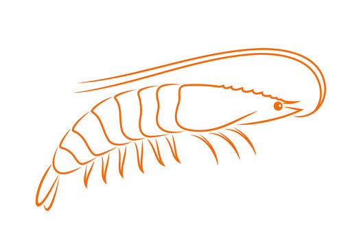 recommend clip art: Shrimp outline. Isolated shrimp on white background. Prawns outline