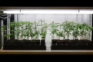Close up of young biological and ecological hemp plants used for herbal pharmaceutical cbd oil in a glass greenhouse.