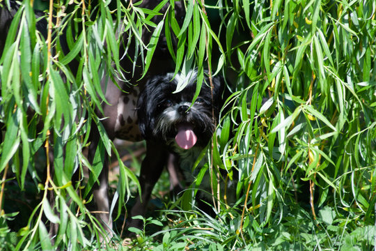 Hund Jungle
