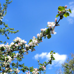 beautiful white flowers apple tree garden