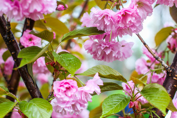 Japanese cherry, sakura, blossom flower twig (macro with drops on petals) on nature background. Beautiful spring delicate and tenderness soft focus concept background