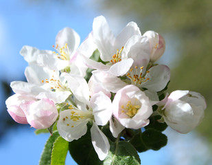 beautiful white flowers apple tree garden