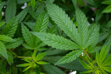 Close up of ecological and biological hemp plant used for herbal alternative medicine and cbd oil production.