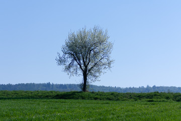 Baum