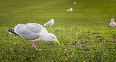 Gulls wandering on the lawn in Dublin, Irland