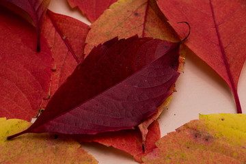 Colorful autumn leaves on pink background