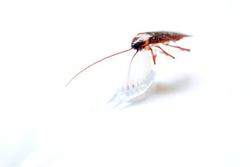 Close up Cockroach on toothbrush isolated on white background (Isolated background)