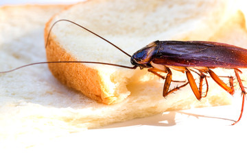 Close up of cockroach on a slice of bread, Cockroach eating whole wheat bread on white background(Isolated background)