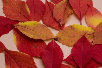 Colorful autumn leaves on pink background