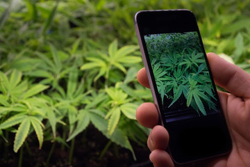 Close up of hand taking picture of biological and ecological hemp plants used for herbal...