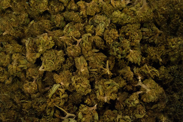 Macro close up of heap of flowers of biological and ecological hemp plant used for producing herbal pharmaceutical cbd oil.