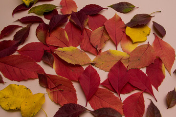 Colorful autumn leaves on pink background