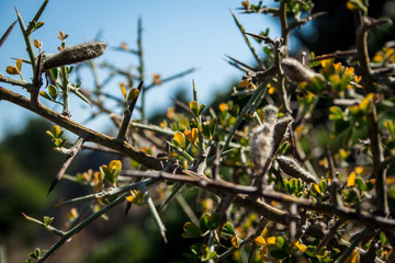 Mediterranean mackie flora on the hillside